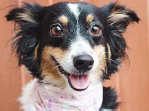 Cachorro raça SRD idade 2 anos nome Dora