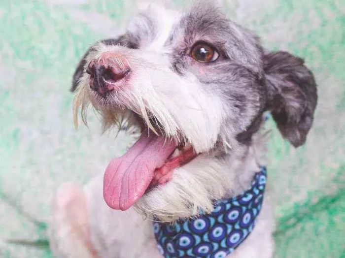 Cachorro ra a SRD idade 1 ano nome Nestor
