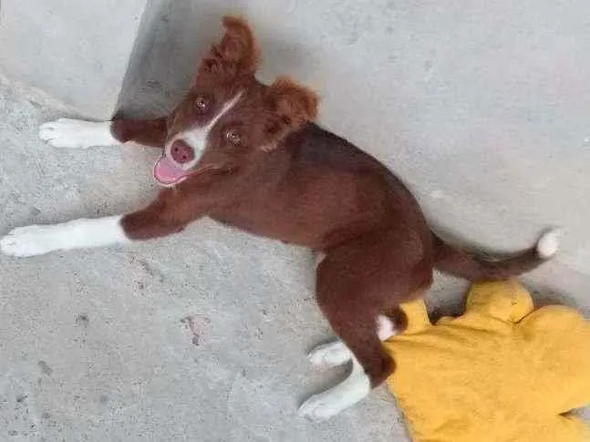 Cachorro ra a Vira lata com Border kolling  idade 7 a 11 meses nome Kiara
