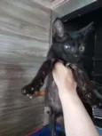 Cacau