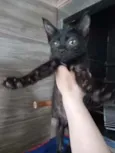 Cacau