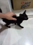 Cacau