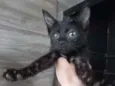 Cacau