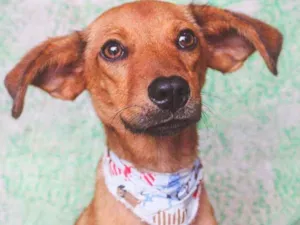 Cachorro raça SRD idade 1 ano nome Pudim