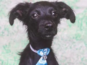 Cachorro raça SRD idade 1 ano nome Bibito 