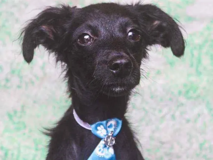 Cachorro ra a SRD idade 1 ano nome Bibito 