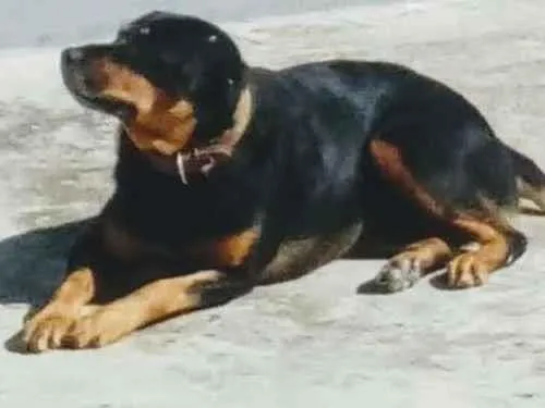 Cachorro ra a Rottweiler idade 6 ou mais anos nome Malu