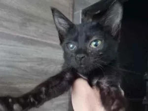 Gato raça  idade Abaixo de 2 meses nome Cacau