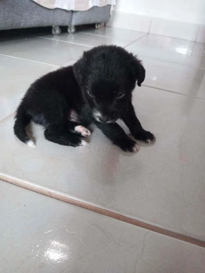 Cachorro ra a Não definida  idade Abaixo de 2 meses nome Sem nome