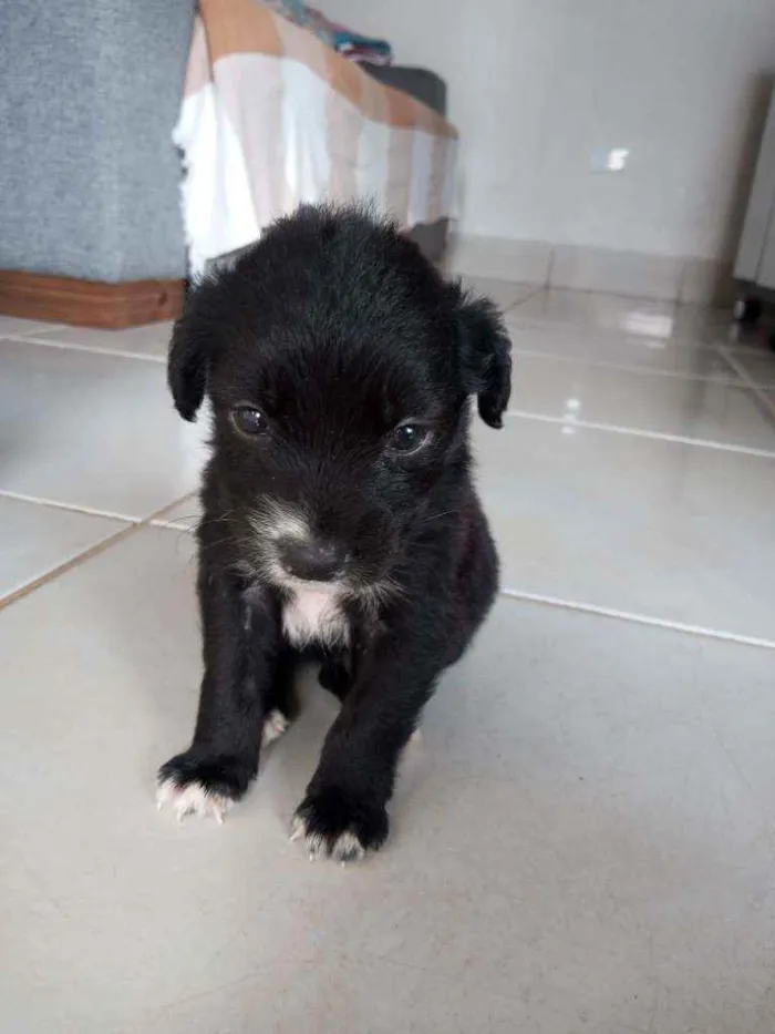 Cachorro ra a Não definida  idade Abaixo de 2 meses nome Sem nome