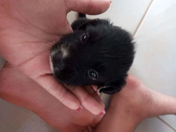 Cachorro ra a Não definida  idade Abaixo de 2 meses nome Sem nome