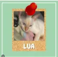 Lua