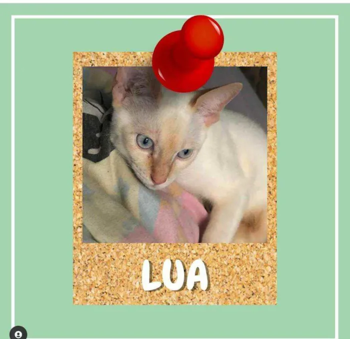 Gato ra a SRD-ViraLata idade 7 a 11 meses nome Lua