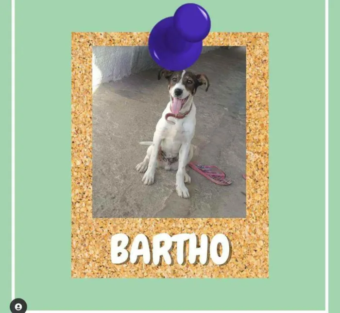 Cachorro ra a SRD-ViraLata idade 7 a 11 meses nome Bartho