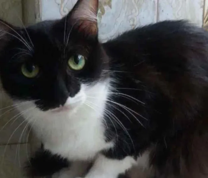 Gato ra a SRD idade  nome Sem nome