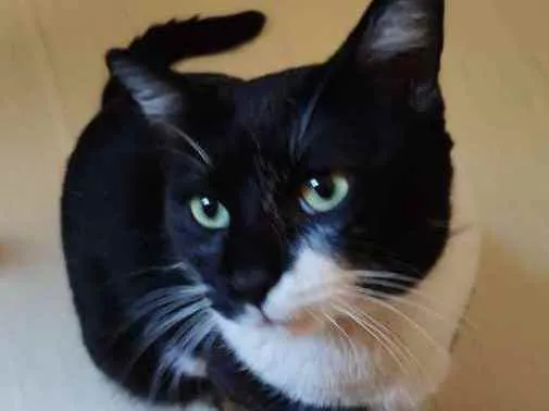 Gato ra a SRD idade  nome Sem nome