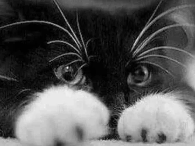 Gato ra a SRD  idade 7 a 11 meses nome Sem nome