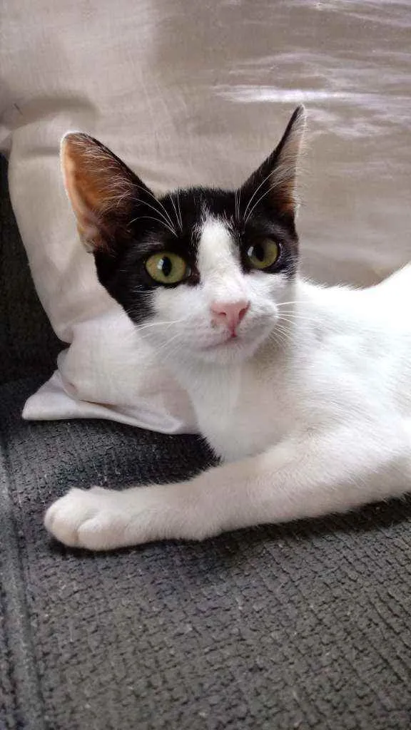 Gato raça Viralata idade 2 a 6 meses nome Kiara