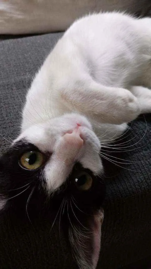 Gato raça Viralata idade 2 a 6 meses nome Kiara