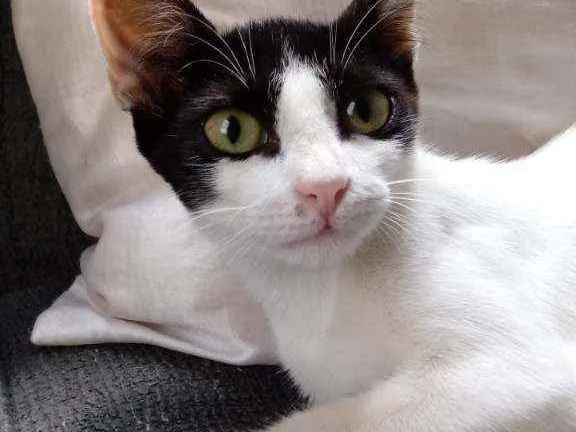 Gato raça Viralata idade 2 a 6 meses nome Kiara