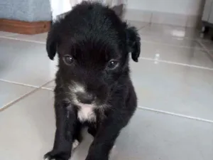 Cachorro raça Não definida  idade Abaixo de 2 meses nome Sem nome