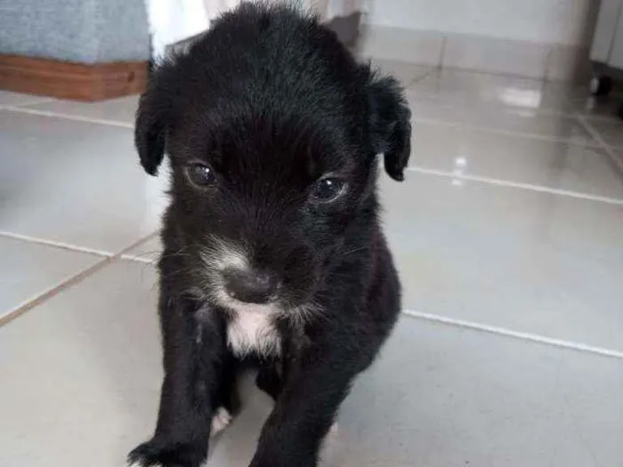 Cachorro ra a Não definida  idade Abaixo de 2 meses nome Sem nome