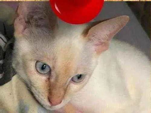 Gato ra a SRD-ViraLata idade 7 a 11 meses nome Lua