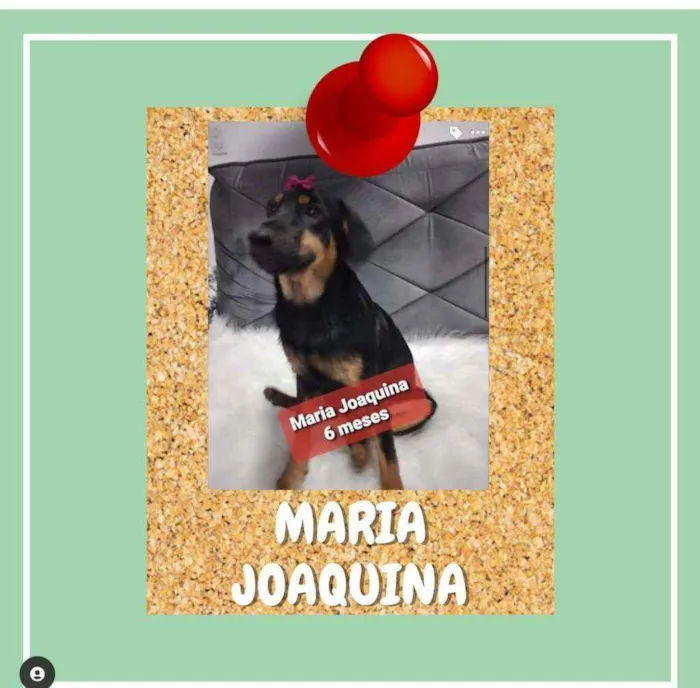 Cachorro ra a SRD-ViraLata idade 2 a 6 meses nome Maria Joaquina