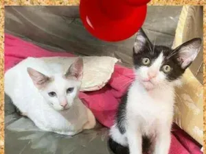 Gato raça srd idade 2 a 6 meses nome Sabrina e Alfredo