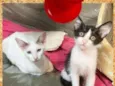 Sabrina e Alfredo