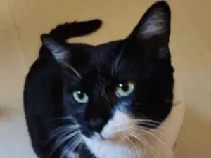 Gato raça SRD idade  nome Sem nome