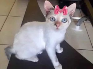 Gato raça SRD idade 2 a 6 meses nome Lunna 