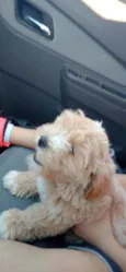 Bili