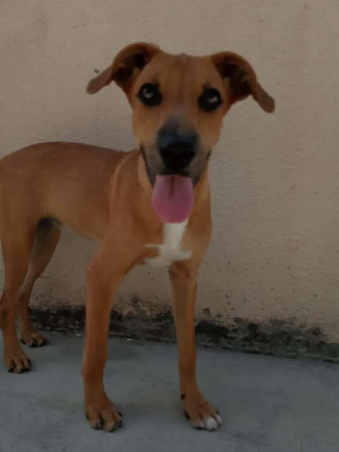 Cachorro raça Não definida idade 2 a 6 meses nome Ravena
