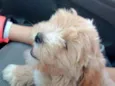 Bili