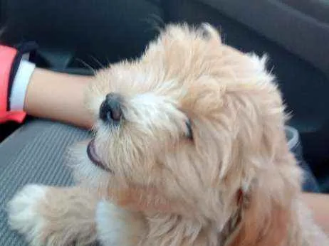 Cachorro ra a Iasa  idade 7 a 11 meses nome Bili