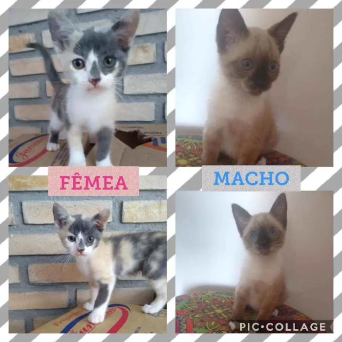 Gato raça SRD idade Abaixo de 2 meses nome Bebês