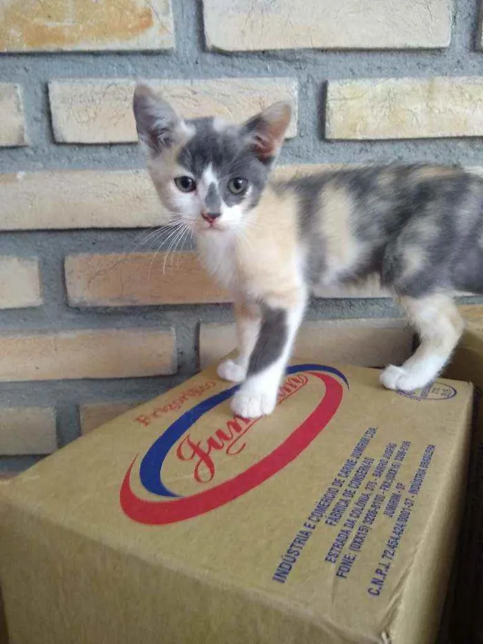 Gato raça SRD idade Abaixo de 2 meses nome Bebês