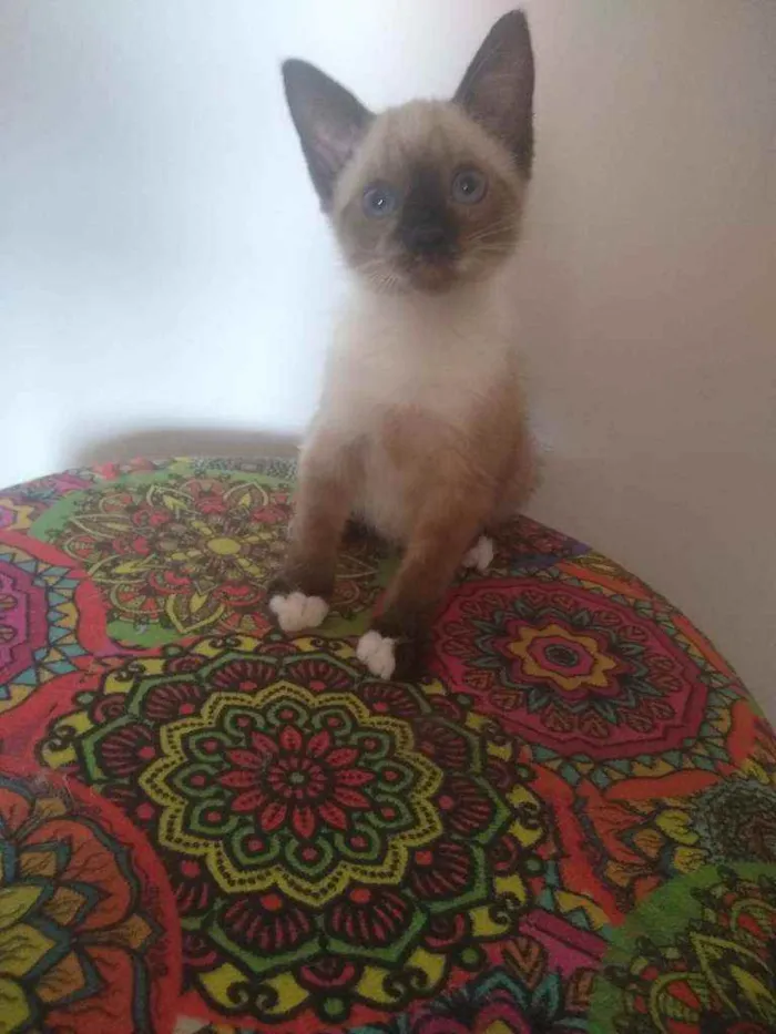 Gato raça SRD idade Abaixo de 2 meses nome Bebês