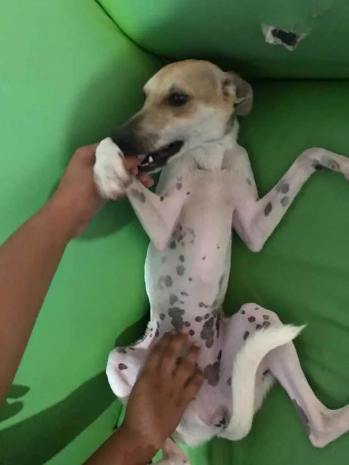Cachorro raça Srd idade 2 a 6 meses nome Pintada
