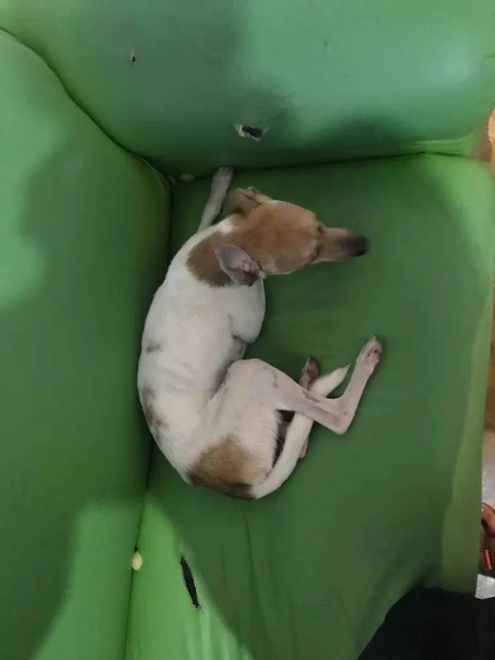 Cachorro raça Srd idade 2 a 6 meses nome Pintada