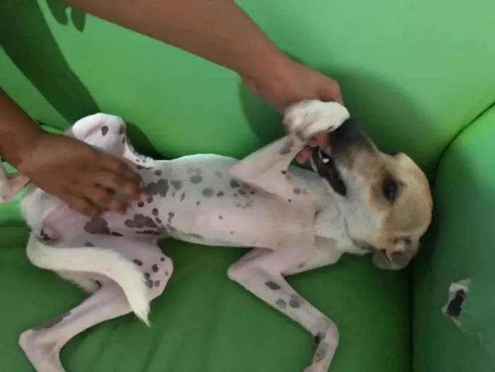 Cachorro raça Srd idade 2 a 6 meses nome Pintada