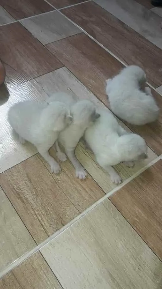 Gato raça Srd idade Abaixo de 2 meses nome Príncipes