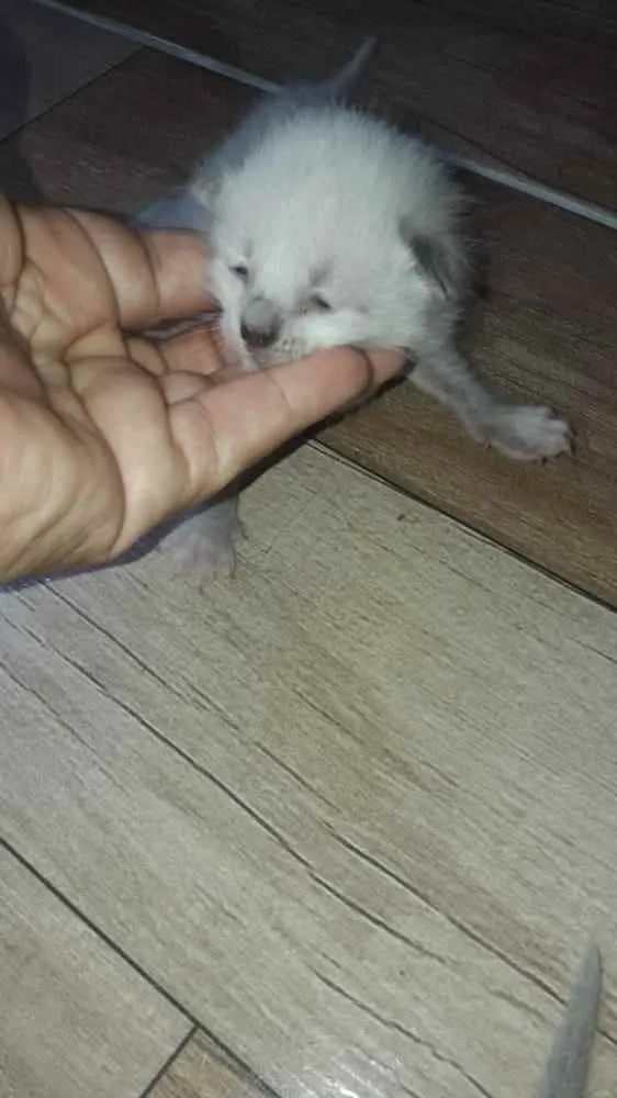 Gato raça Srd idade Abaixo de 2 meses nome Príncipes