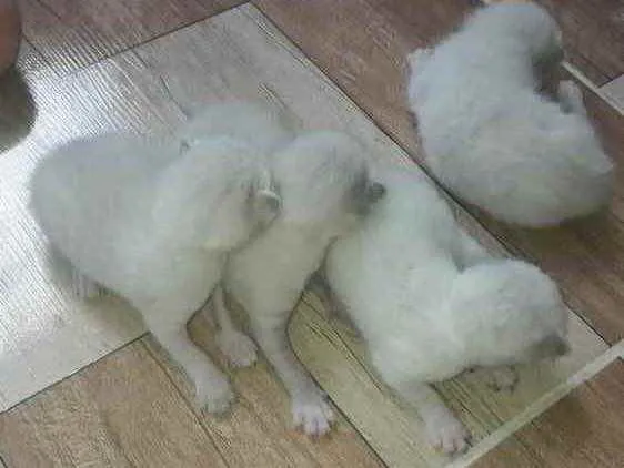 Gato raça Srd idade Abaixo de 2 meses nome Príncipes