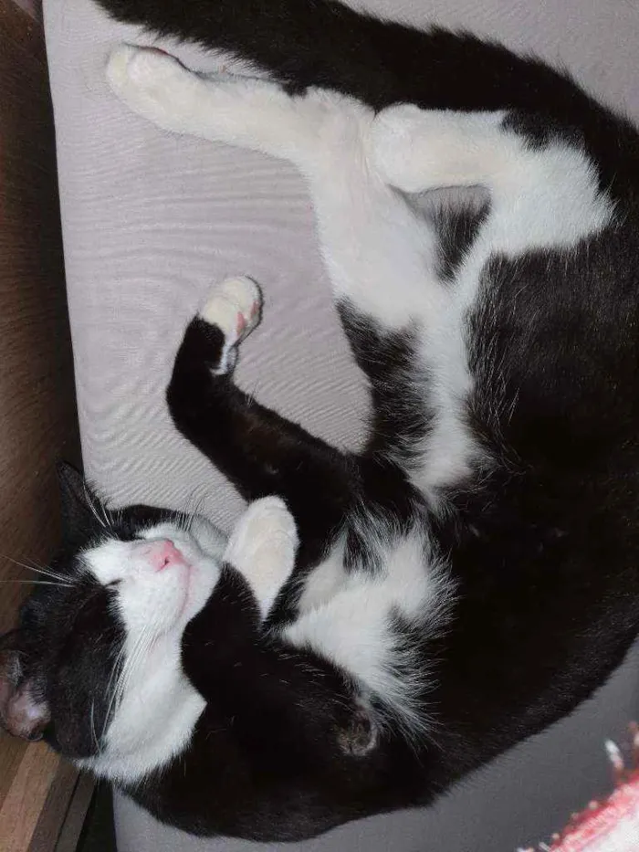 Gato raça  idade 7 a 11 meses nome Frajola 