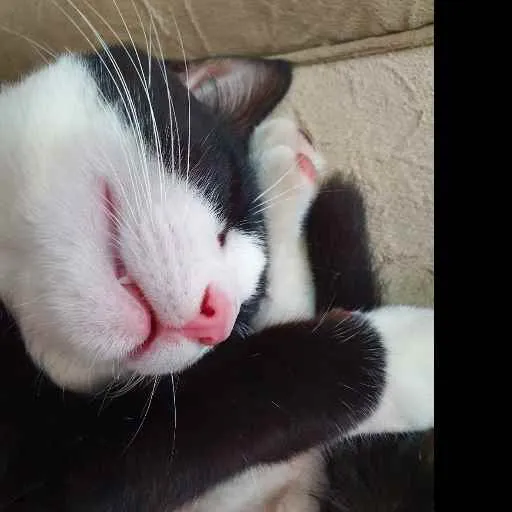 Gato raça  idade 7 a 11 meses nome Frajola 