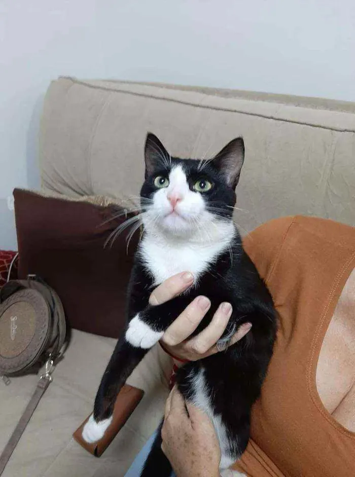 Gato raça  idade 7 a 11 meses nome Frajola 