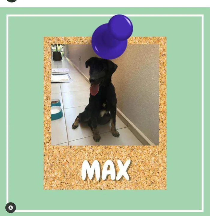 Cachorro ra a srd idade 1 ano nome Max