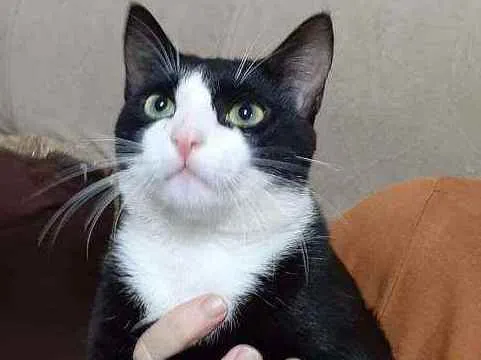 Gato raça  idade 7 a 11 meses nome Frajola 